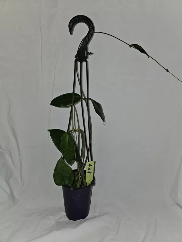 HOYA DOI TUNG Hanging Plant - 15" Tall in 4" Pot - Lush Tropical Greenery