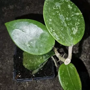 HOYA Parasitica Splash Live Plant 4