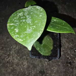 HOYA Parasitica Splash Live Plant 4