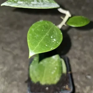 HOYA Parasitica Splash Live Plant 4