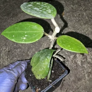 HOYA Parasitica Splash Live Plant 4