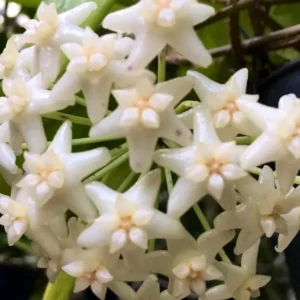 HOYA SP DOI TUNG Live Plant 7-10 Inches - White Fragrant Flowers - Potted