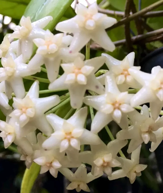 HOYA SP DOI TUNG Live Plant 7-10 Inches - White Fragrant Flowers - Potted