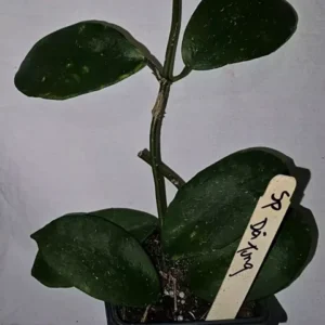 HOYA SP DOI TUNG Live Plant 7-10 Inches - White Fragrant Flowers - Potted