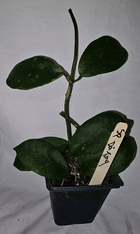 HOYA SP DOI TUNG Live Plant 7-10 Inches - White Fragrant Flowers - Potted