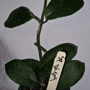 HOYA SP DOI TUNG Live Plant 7-10 Inches - White Fragrant Flowers - Potted