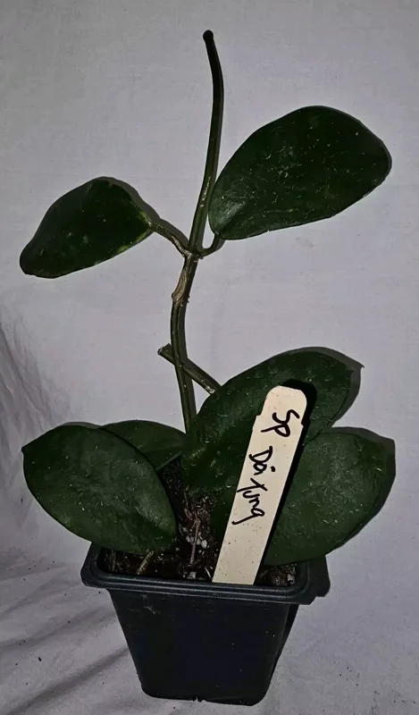 HOYA SP DOI TUNG Live Plant 7-10 Inches - White Fragrant Flowers - Potted