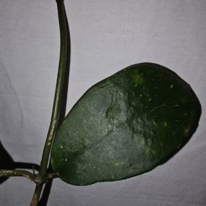 HOYA SP DOI TUNG Live Plant 7-10 Inches - White Fragrant Flowers - Potted