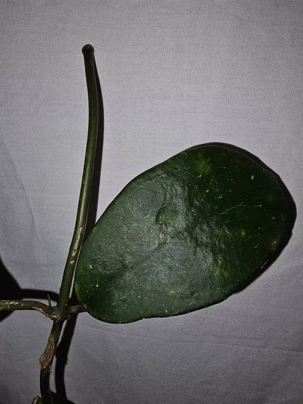 HOYA SP DOI TUNG Live Plant 7-10 Inches - White Fragrant Flowers - Potted