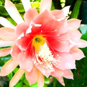 2 Live Salmon Epiphyllum Orchid Cactus Queen of the Night Succulent Plants 4