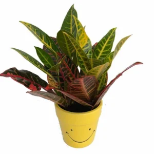 Happy Face Planter with Colorful Croton Plant – Indoor Houseplant in 3.75