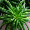 Happy Green Bean Peperomia Plant - 2.5" Pot - Indoor Easy-Care Peperomia