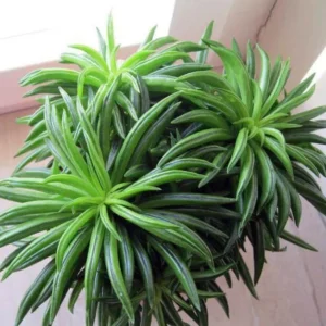 Happy Green Bean Peperomia Plant - 2.5