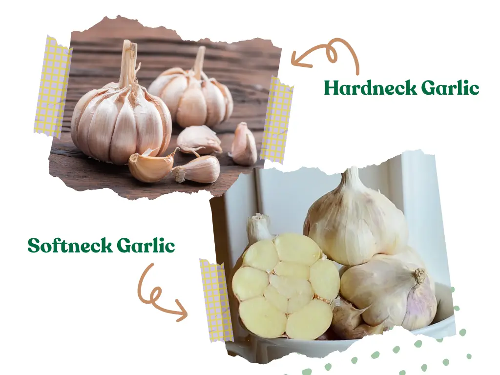 Hardneck Garlic and Softneck Garlic (1)
