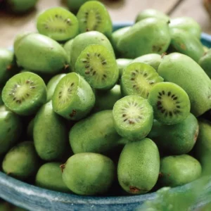 Hardy Kiwi Fruit Tree - 2 Pack Live Kiwi Plants 4-6 Inch Tall