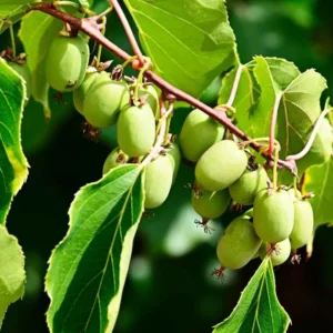 Hardy Kiwi Fruit Tree - 2 Pack Live Kiwi Plants 4-6 Inch Tall