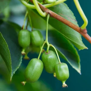 Hardy Kiwi Fruit Tree - 2 Pack Live Kiwi Plants 4-6 Inch Tall