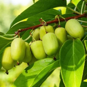 Hardy Kiwi Fruit Tree - 2 Pack Live Kiwi Plants 4-6 Inch Tall