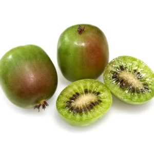 Hardy Kiwi Fruit Tree - 2 Pack Live Kiwi Plants 4-6 Inch Tall