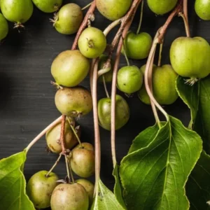 Hardy Kiwi Fruit Tree - 2 Pack Live Kiwi Plants 4-6 Inch Tall