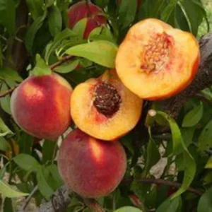 Harvester Peach Tree Bare-root 12-18'' | Sweet & Juicy Peach Variety