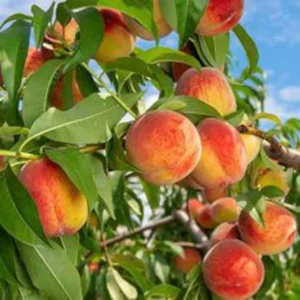 Harvester Peach Tree Bare-root 12-18'' | Sweet & Juicy Peach Variety