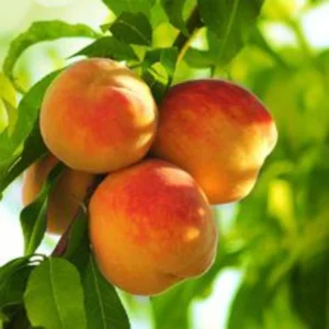 Harvester Peach Tree Bare-root 12-18'' | Sweet & Juicy Peach Variety