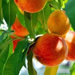 Harvester Peach Tree Bare-root 12-18'' | Sweet & Juicy Peach Variety