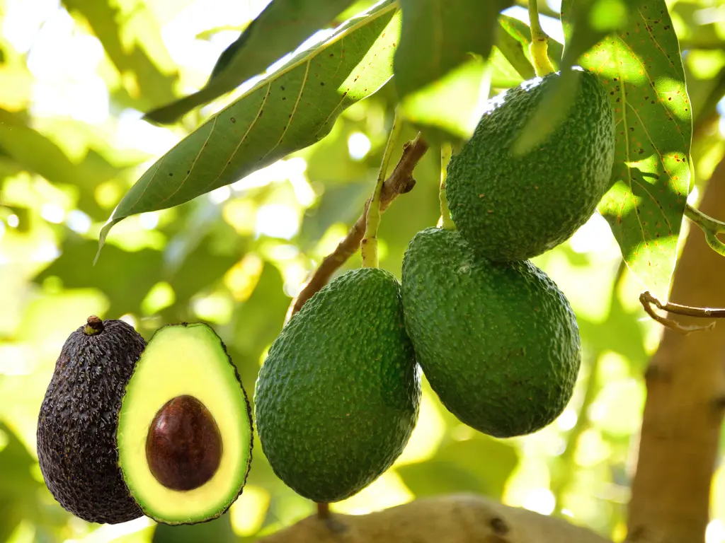 Hass Avocado