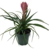 Hawaiian Pink Quill Plant - Exotic Tillandsia 4" Pot - Bright Indoor Houseplant
