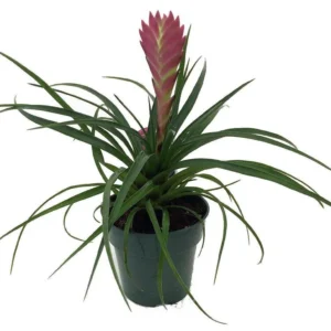 Hawaiian Pink Quill Plant - Exotic Tillandsia 4