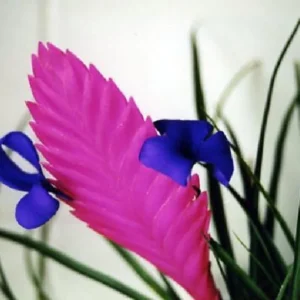Hawaiian Pink Quill Plant - Exotic Tillandsia 4