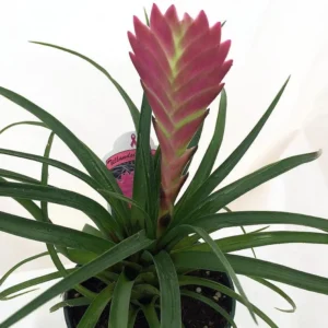 Hawaiian Pink Quill Plant - Exotic Tillandsia 4