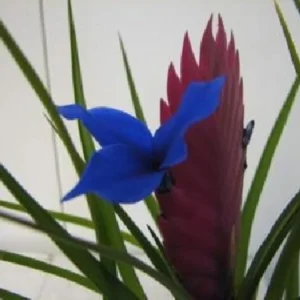 Hawaiian Pink Quill Plant - Exotic Tillandsia 4