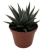 Haworthia herbacea Succulent Plant - Easy Care House Plant - 2.5" Pot