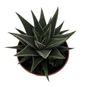 Haworthia herbacea Succulent Plant - Easy Care House Plant - 2.5