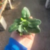 Heart Leaf Fern in 4 Inch Pot - Low-Maintenance Indoor Plant