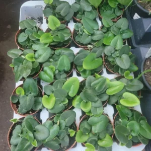 Heart Leaf Fern in 4 Inch Pot - Low-Maintenance Indoor Plant