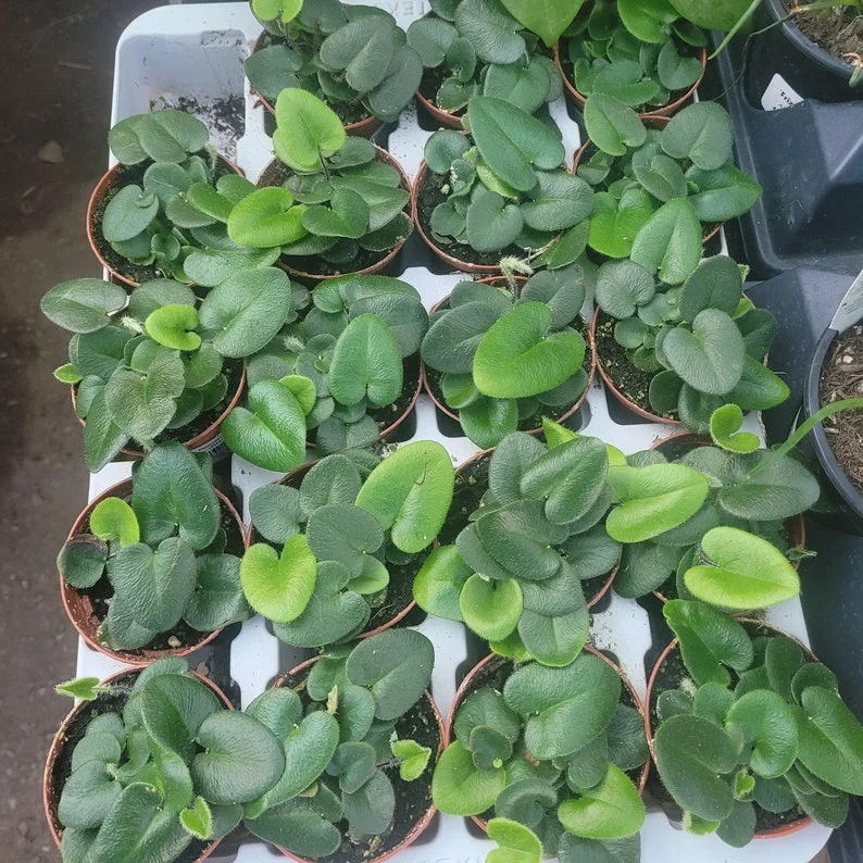 Heart Leaf Fern in 4 Inch Pot - Low-Maintenance Indoor Plant