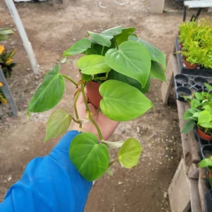 Heart Leaf Philodendron Cordatum Vining House Plant in 4 Inch Pot