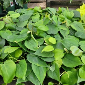 Heart Leaf Philodendron Cordatum Vining House Plant in 4 Inch Pot