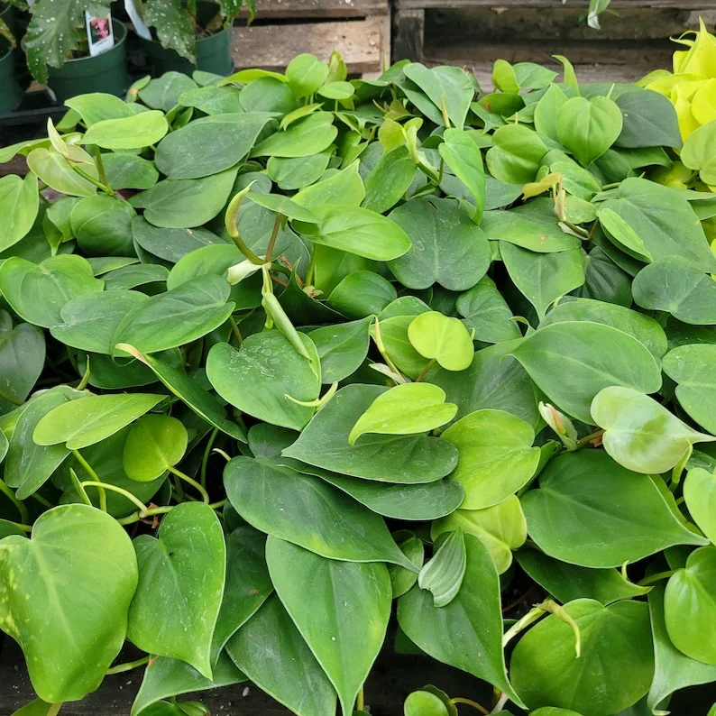 Heart Leaf Philodendron Cordatum Vining House Plant in 4 Inch Pot