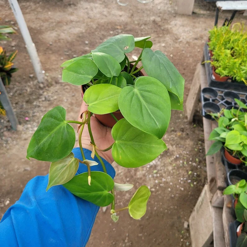 Heart Leaf Philodendron Cordatum Vining House Plant in 4 Inch Pot