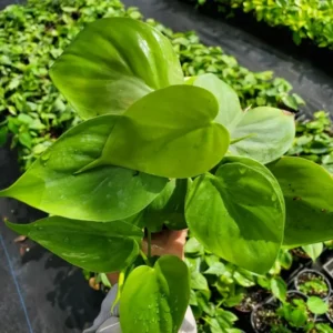 Heart Shape Leaf Philodendron Live Plant Green Vine, Indoor & Outdoor