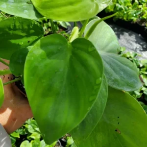 Heart Shape Leaf Philodendron Live Plant Green Vine, Indoor & Outdoor