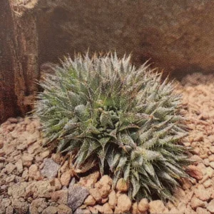 Hedgehog Pineapple Succulent Plant - 2.5 Inch Pot, Drought-Tolerant Bromeliad