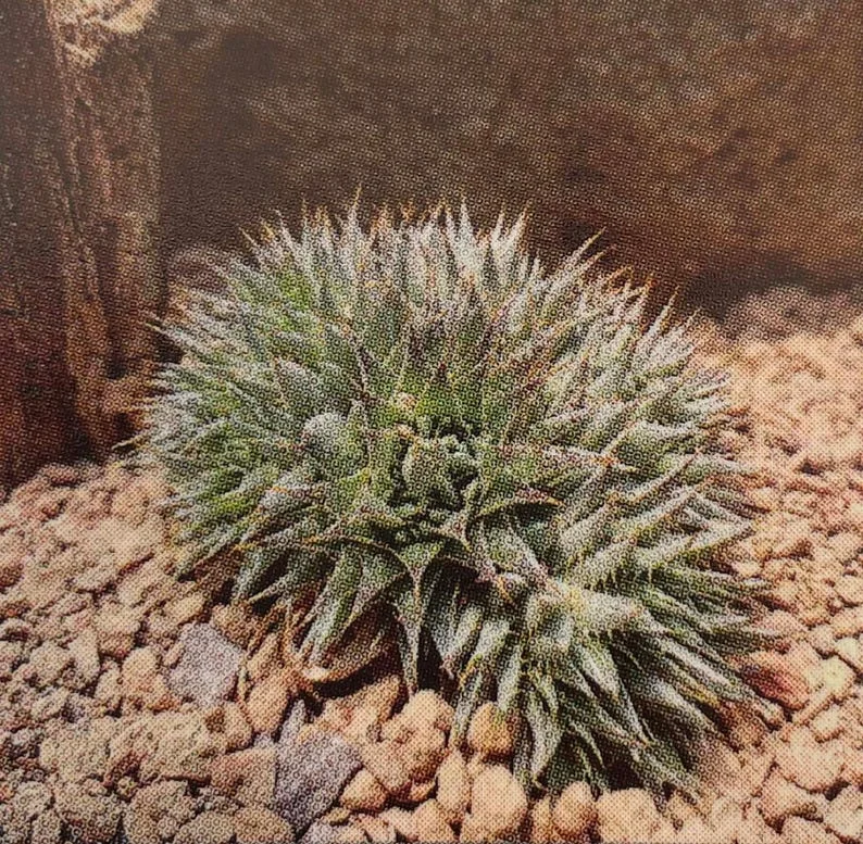 Hedgehog Pineapple Succulent Plant - 2.5 Inch Pot, Drought-Tolerant Bromeliad