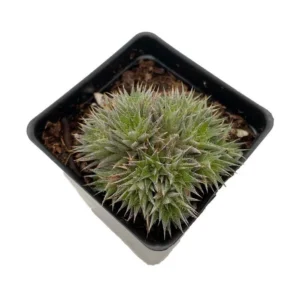 Hedgehog Pineapple Succulent Plant - 2.5 Inch Pot, Drought-Tolerant Bromeliad