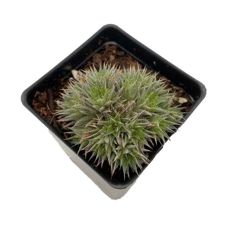 Hedgehog Pineapple Succulent Plant - 2.5 Inch Pot, Drought-Tolerant Bromeliad