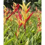 Heliconia Psittacorum Live Plants - 2 Red Yellow Rhizomes - Well Rooted 4-8 Inch